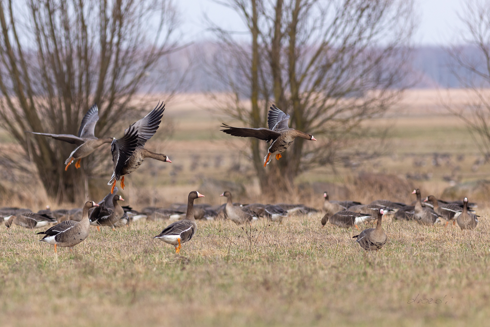 gęsi, fotografia przyrodnicza, Biebrza, Biebrzański Park Narodowy, Dolina Biebrzy, przewodnik po biebrzańskim parku, przewodnik biebrza