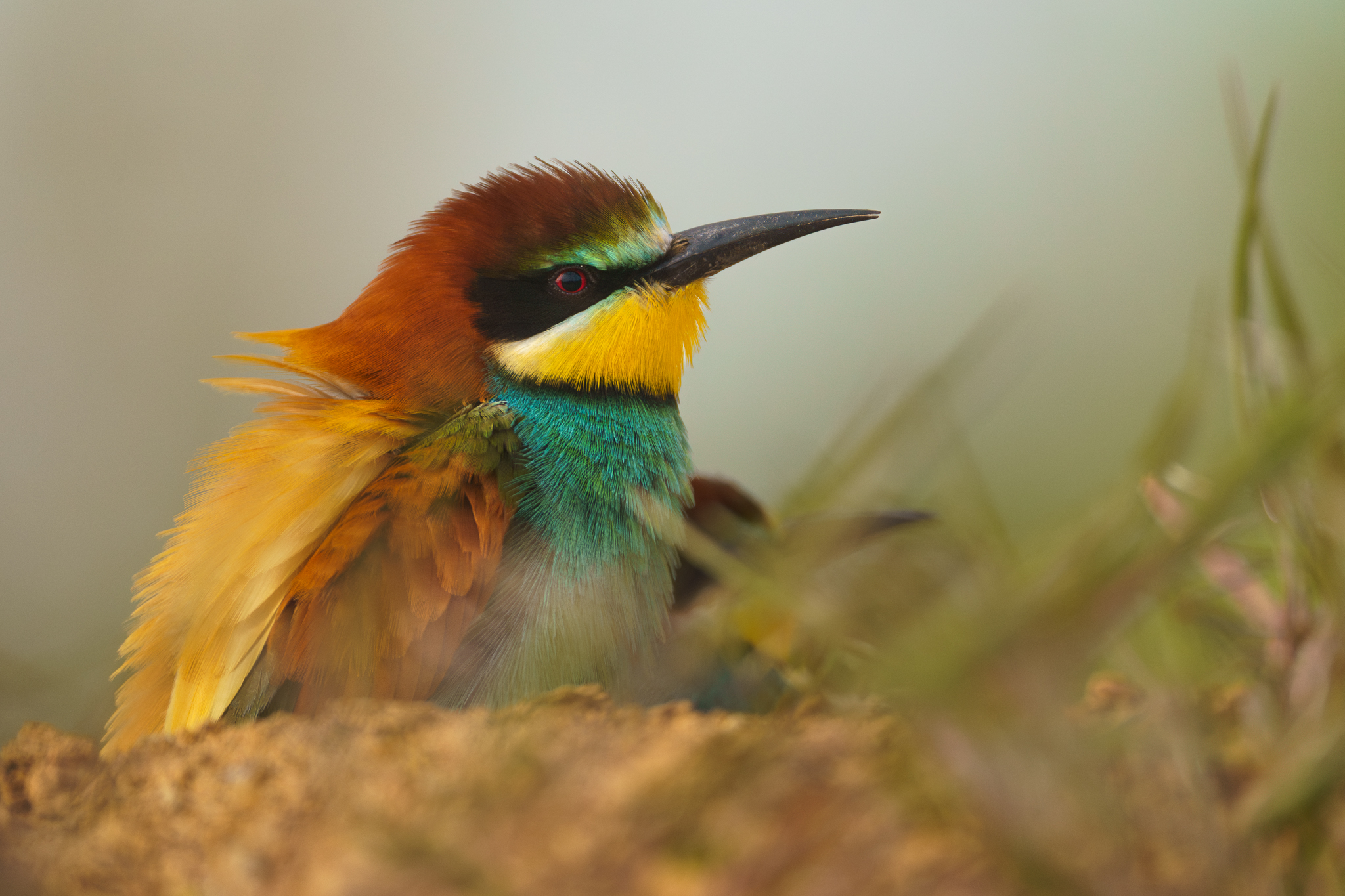 Wyprawy fotograficzne dla początkujących żołna, fotografia przyrodnicza, Biebrza, Biebrzański Park Narodowy, Dolina Biebrzy, przewodnik po biebrzańskim parku, przewodnik biebrza