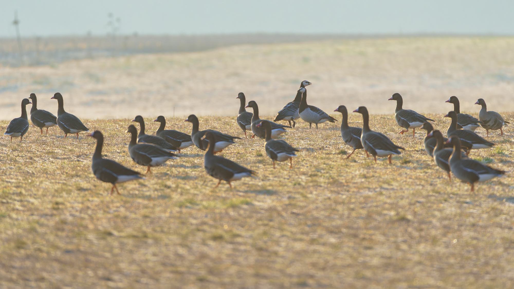 bernikla białolica nad Biebrzą