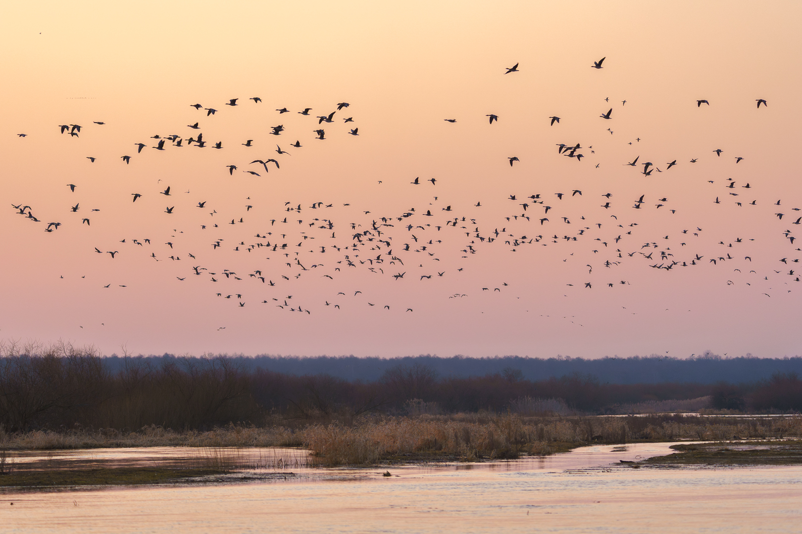 gęsi w locie nad rozlewiskiem