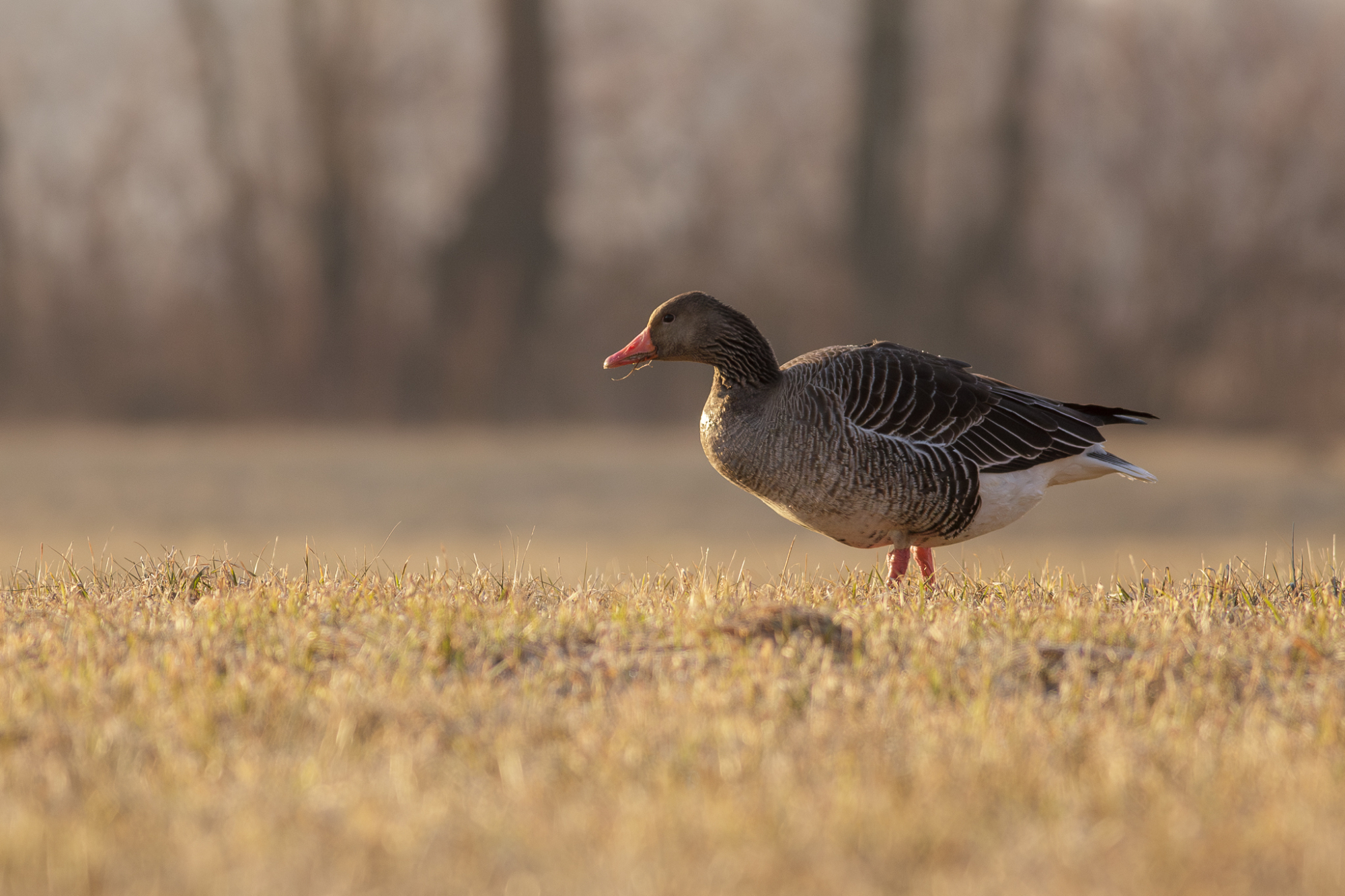 gęgawa, przeloty gęsi nad Biebrzą